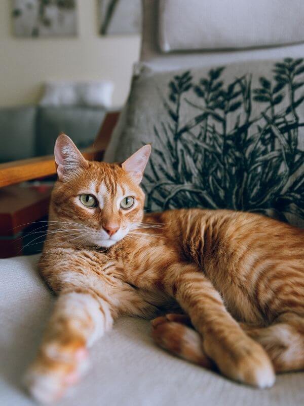 cat services at horizon animal hospital
