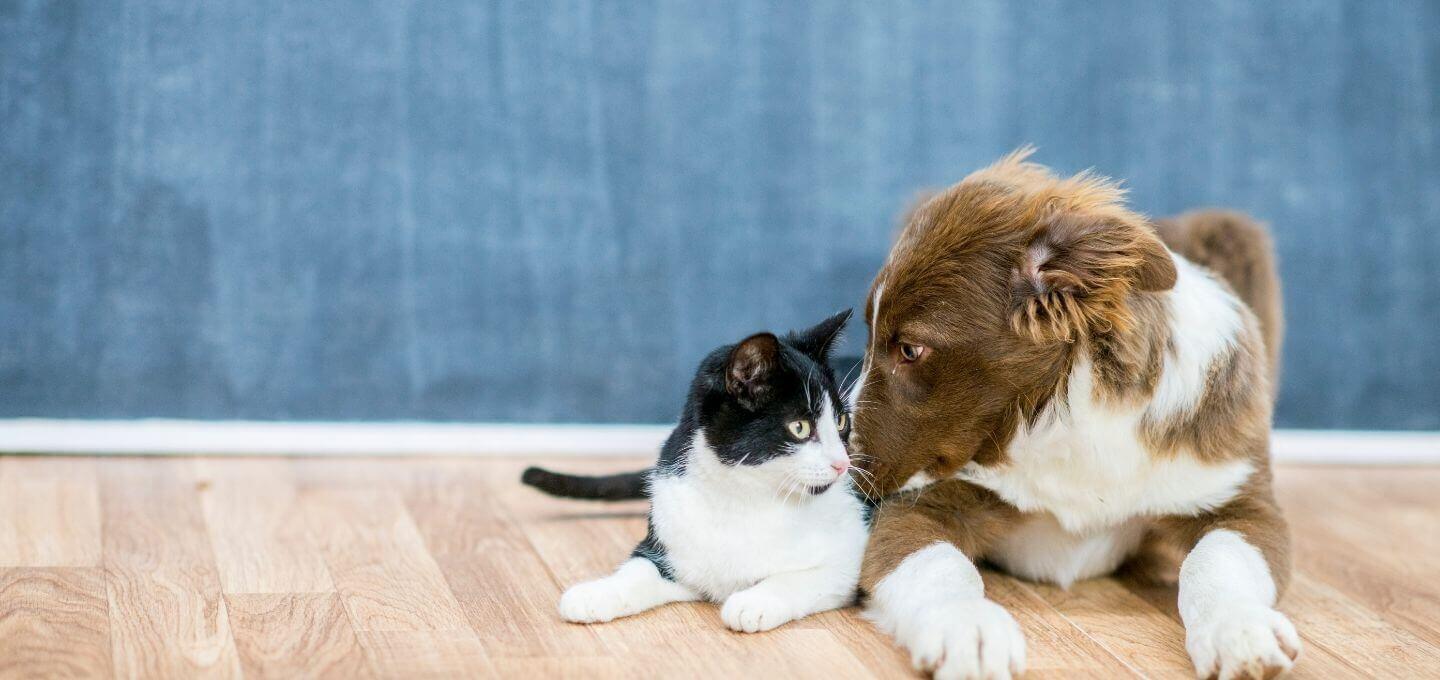 top veterinarian in scottsdale az
