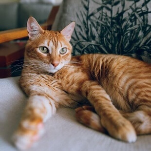 Cat Services in Scottsdale