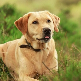Dog Services in Scottsdale