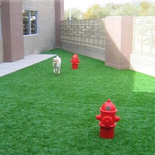 Pet Boarding in Scottsdale