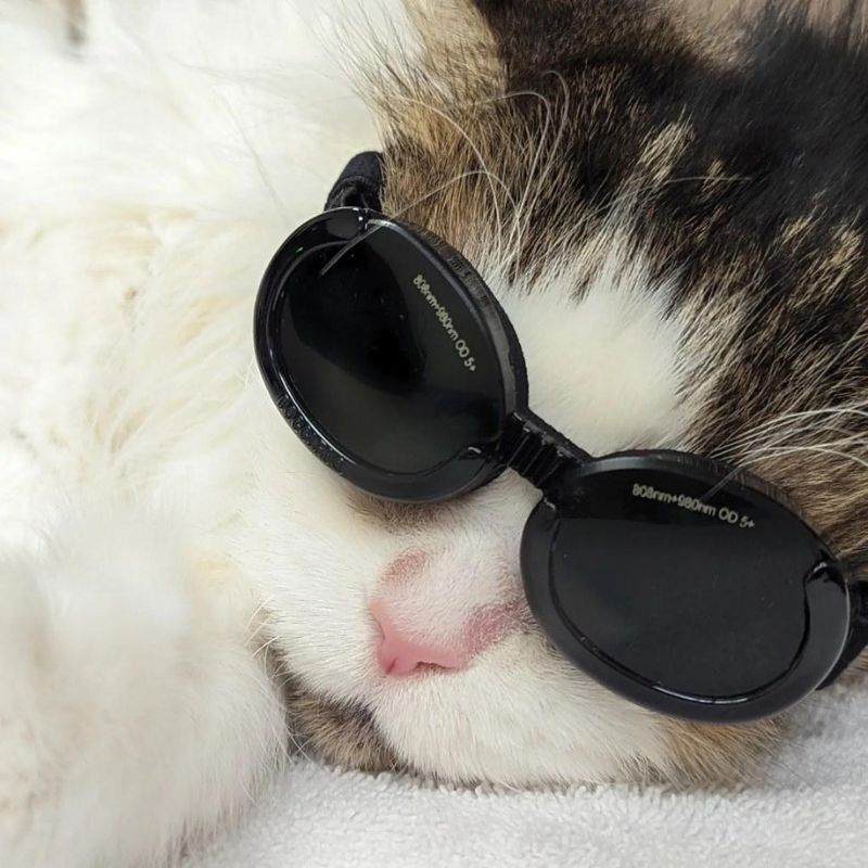 Laser therapy for cats at Horizon Animal Hospial