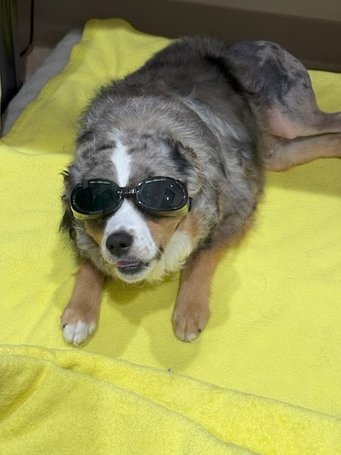 Cold laser for Dogs