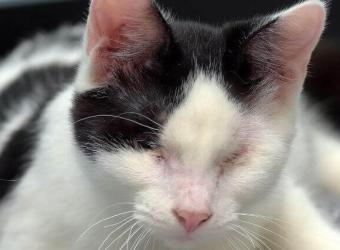 How to Help Your Blind Cat Stay Safe and Spectacular