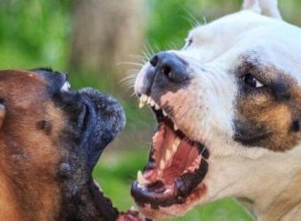 7 Types of Dog Aggression and How to Nip Them in the Bud
