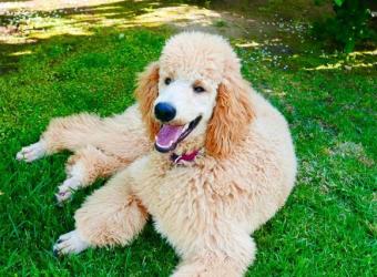 OFA Testing & Certification for Dogs: How It Leads to Healthier Dogs and Better Breeding