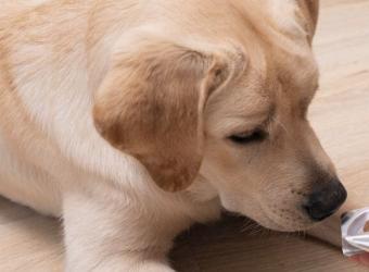 4 Handy and Helpful Tips For Pilling Your Pet