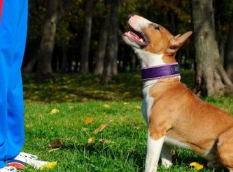 For The Love of Dog, Train Your Dog!