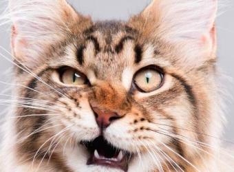 12 Wonky Cat Behaviors and the Curious Reasons Behind Them